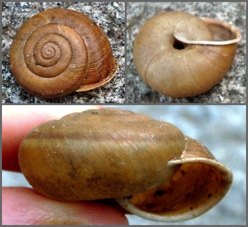 Chilostoma (Campylea) in Italia